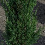 Borievka viržínska (Juniperus virginiana) ´MOONGLOW´ - výška 150-180 cm, kont. C18L